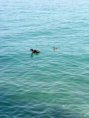 A Mother Duck and Her Duckling Swimming in Clear Blue Water