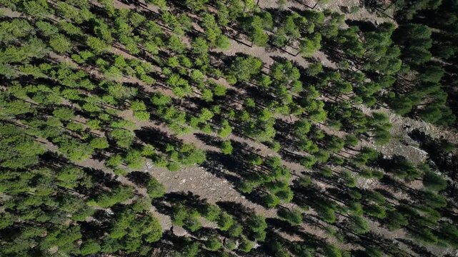 Aerial view of a dense forest showing a mesmerizing pattern of treetops and shadows, creating a textured green canopy, Happy Jack, Arizona, United States.