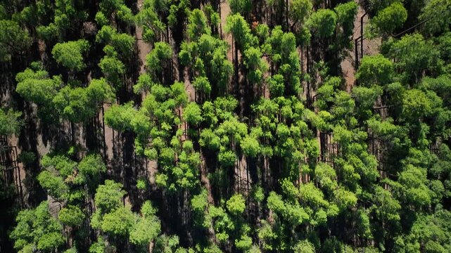 Aerial view of a dense forest canopy displaying a vibrant mix of greens and shadows, creating a textured tapestry of nature, Happy Jack, Arizona, United States.
