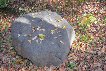 岩の上に散る葉