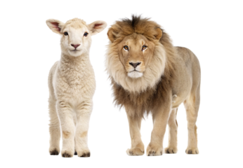 Young lamb standing beside magnificent adult male lion together, isolated on a transparent background