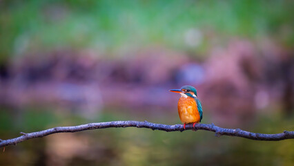 Kingfisher