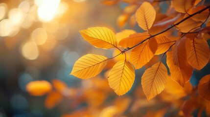 Orange maple leaves on a branch with bokeh in the background.