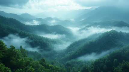 mountain forest environment. Beautiful Forest