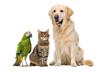 Green parrot tabby cat and golden retriever dog sitting row together, isolated on a transparent background