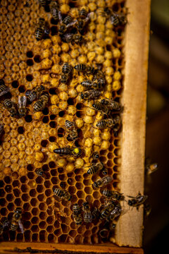 View of industrious bees diligently working and crawling on a honeycomb frame, their dark bodies contrasting against the golden wax, Istria County, Croatia.