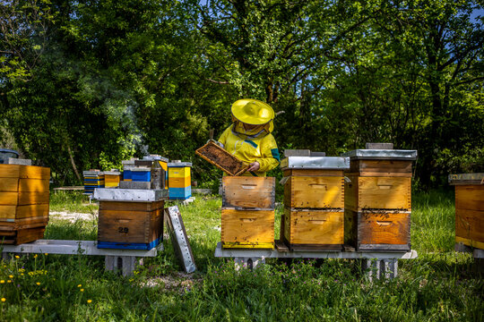 View of a beekeeper tending to their hives, smoke curling gently in the air amidst the verdant trees, a vibrant scene of nature's harmony, Istria County, Croatia.