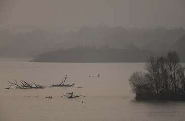 Jesienny, mglisty poranek, rzeka Wisła, starorzecze, Wisła Mała. Polska