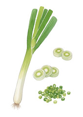 Watercolor-style green onion illustration ／長ネギ