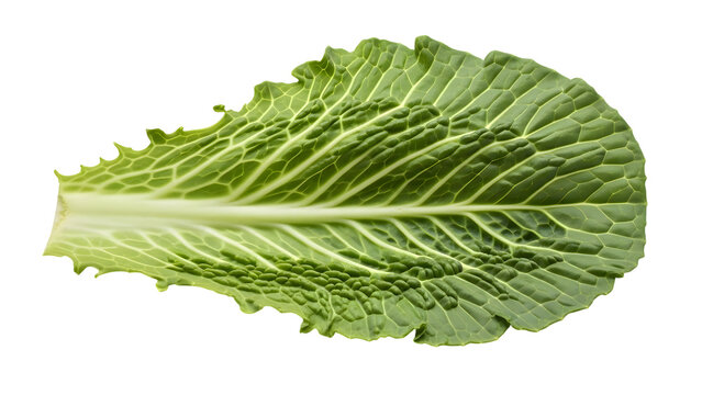 Single lettuce leaf isolated on transparent background