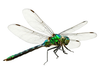 Isolated dragonfly insect on a solid bright background, colorful predator bug with translucent wings