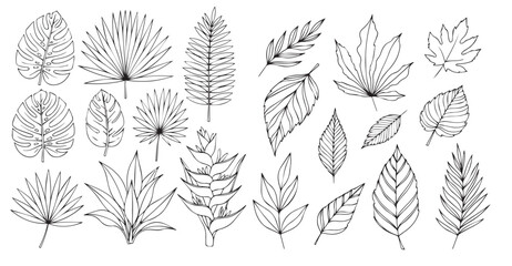 Set of hand-drawn botanical vector silhouettes including tropical plants, palm and monstera leaves, maple foliage, branches, and floral elements for decorative and graphic use . © sumaya