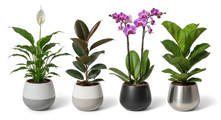Obraz premium Four potted indoor plants with various foliage and flowers arranged in a row adding natural beauty to home decor