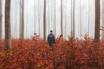 Man with backpack walking through beech forest in misty fog. Czech calm landscape