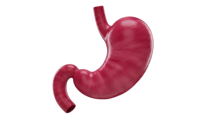 Isolated realistic human stomach anatomy 3D model, organ for digestion, pink color