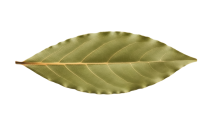 Isolated bay laurel leaf, aromatic herb used for flavoring soups and stews and in Mediterranean cooking