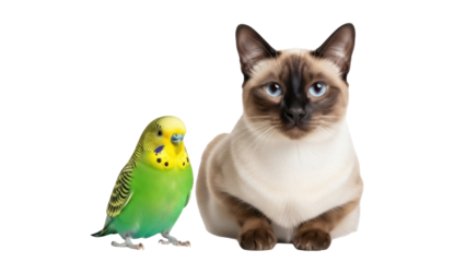 Isolated Siamese cat and green parakeet posing together in studio shot, interesting animal pair