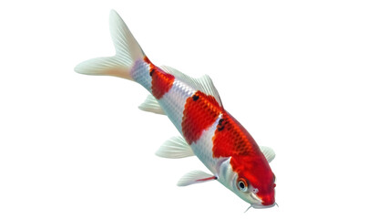 Isolated Kohaku Koi fish gracefully swimming against a clean, non-pigmented backdrop