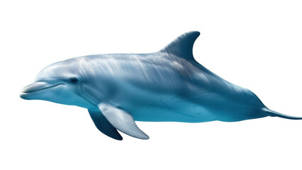 Isolated bottlenose dolphin marine mammal, ocean animal in water, with soft light reflections