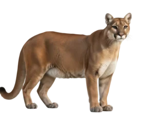 Fototapeten Puma Isolated American cougar standing quietly looking into distance with watchful expression  © Pablo