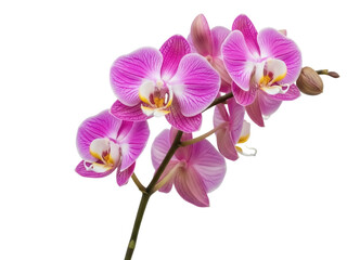 Isolated pink purple orchid plant blossoming, a delicate flower stem on light background © Pablo