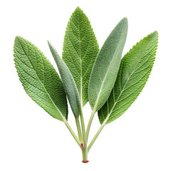 Fresh sage sprig isolated on transparent background PNG