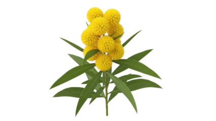 Isolated Yellow Billy Buttons Flower Head Plant Cluster, Native Australian Wildflowers Bloom