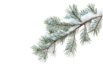 Pine Branches with Snow Isolated on Transparent Background Winter Foliage