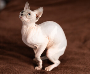 Hairless domestic pet, kitten of Sphynx breed