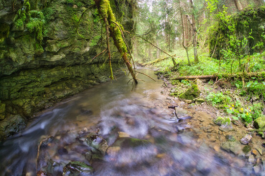 View of a moss-covered branch arches over a stream, its waters swirling between rocky banks into the dense forest, Hybicka Tiesnava, Zilinsky kraj, Slovakia.