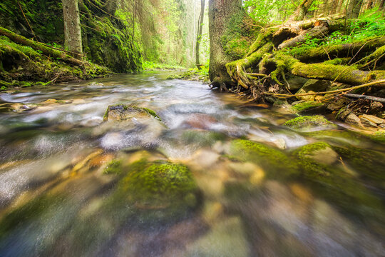 View of water flowing over moss-covered rocks and exposed tree roots in a lush forest, light filtering through the canopy, Hybicka Tiesnava, Zilinsky kraj, Slovakia.