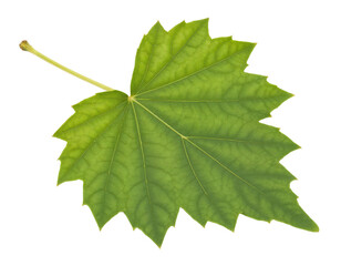 Fototapeta premium Detail of a green maple leaf showing veins and structure in natural light during daytime