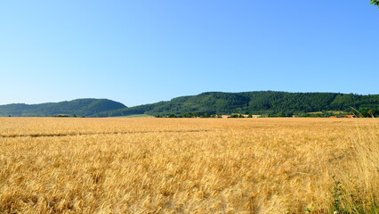 pole błękitne niebo