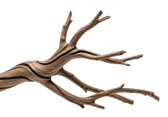 Dry tree branch isolated on transparent background