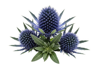 Blue thistle flowers arrangement isolated on transparent background