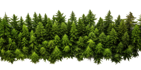 fresh green spruce tree forest from top view border isolated on white or transparent png