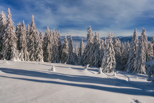 View of snow-laden fir trees stand majestically under a bright blue sky, casting long shadows on the pristine white field, Dlha Luka, Zilina Region, Slovakia.
