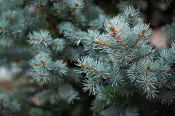 Snow-white pine branches as a background for New Year's creative works.