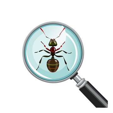 Une fourmi observ&eacute;e &agrave; la loupe, en gros plan, isol&eacute; sur fond blanc, entomologie, insecte