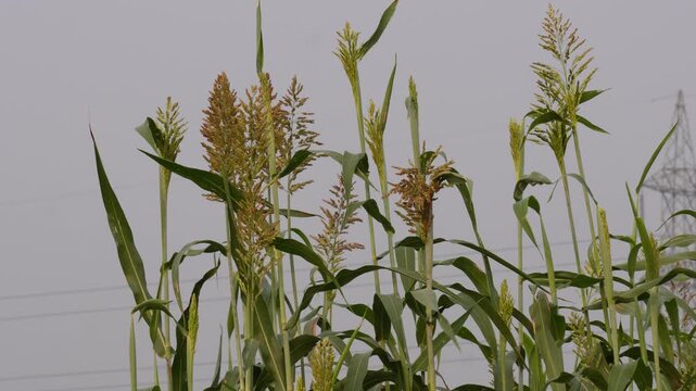 field of sorghum plants