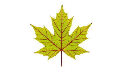 Yellow maple leaf PNG isolated on transparent background, autumn foliage with red veins for seasonal design and educational use