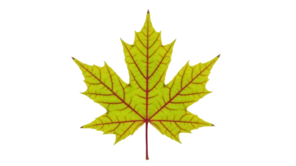 Yellow maple leaf PNG isolated on transparent background, autumn foliage with red veins for seasonal design and educational use