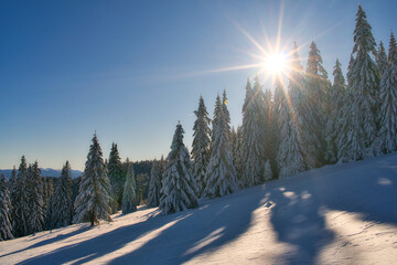 View of snow-laden fir trees cast long shadows across a pristine white landscape under a bright sun, Dlha Luka, Zilina Region, Slovakia.