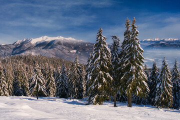 View of snow-laden fir trees stand tall against a backdrop of majestic, snow-capped mountains under a clear blue sky in Dlha Luka, Zilina Region, Slovakia.