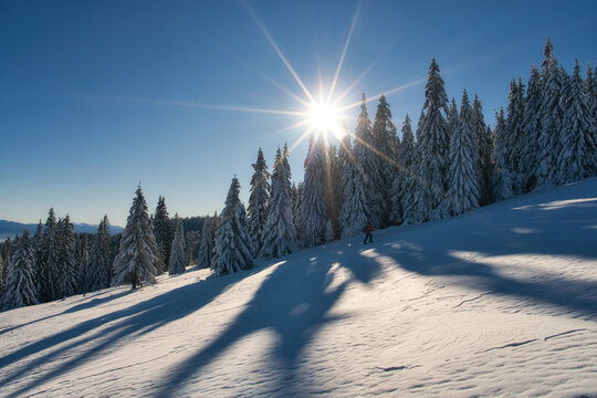 View of snow-laden evergreen trees cast long shadows across a pristine white landscape under a radiant sun, Mala Fatra, Zilina Region, Slovakia.