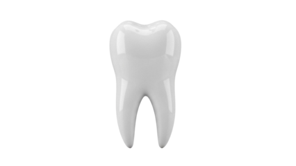 Realistic molar tooth isolated PNG on transparent background, dental anatomy model for educational and medical use, perfect for presentations