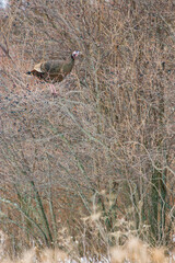 Wild turkey foraging for berries in a winter shrub in upstate New York