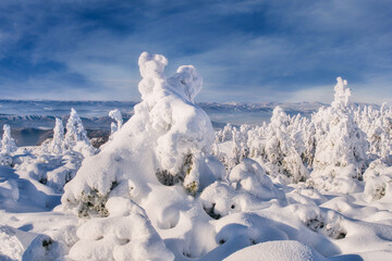 View of snow-laden trees stand like frosted sculptures against a backdrop of hazy blue mountains, a serene winter landscape, Mala Fatra, Zilina Region, Slovakia.
