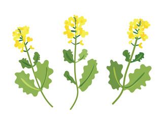 Mustard plants. Flat vector clipart, illustration with isolated background.