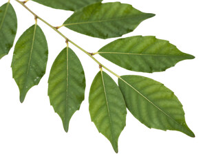 Naklejka premium Green leaves from a branch on a white background showing detail of leaf structure and texture in natural light